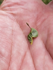 Andricus chinquapin