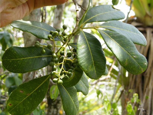 Zanthoxylum rhodoxylon · iNaturalist