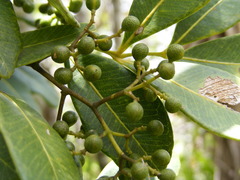 Zanthoxylum rhodoxylon