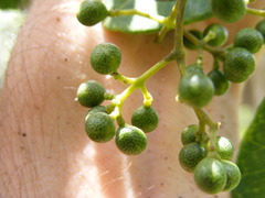 Zanthoxylum rhodoxylon