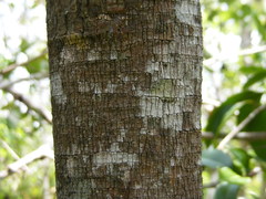 Zanthoxylum rhodoxylon