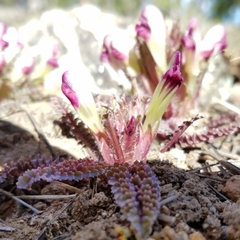Pedicularis centranthera