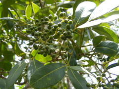 Zanthoxylum rhodoxylon
