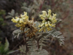 Astragalus pycnostachyus pycnostachyus