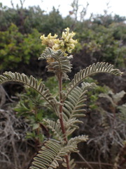 Astragalus pycnostachyus pycnostachyus