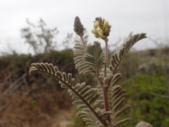 Astragalus pycnostachyus pycnostachyus