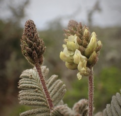 Astragalus pycnostachyus pycnostachyus
