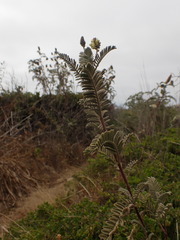 Astragalus pycnostachyus pycnostachyus