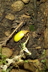 Cistelomorpha nigripilis