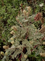 Astragalus pycnostachyus pycnostachyus