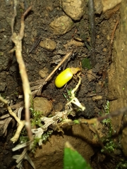 Cistelomorpha nigripilis