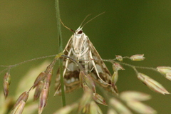 Elophila nymphaeata