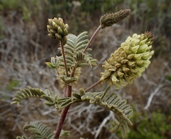 Astragalus pycnostachyus pycnostachyus