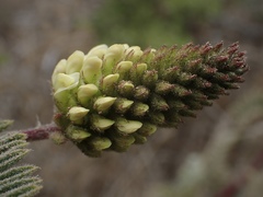 Astragalus pycnostachyus pycnostachyus