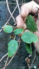 Fuchsia perscandens