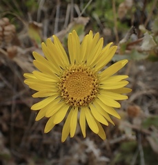 Grindelia stricta platyphylla