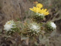 Grindelia stricta platyphylla