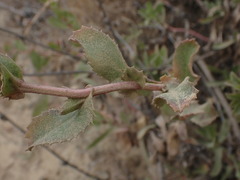 Grindelia stricta platyphylla