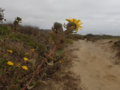 Grindelia stricta platyphylla