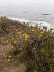 Grindelia stricta platyphylla