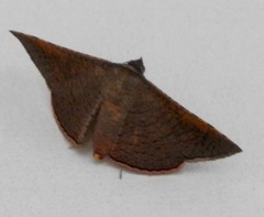 Banisia