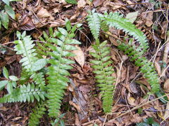 Polystichum harrisii