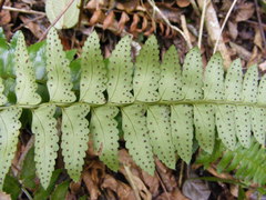 Polystichum harrisii