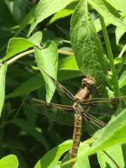 Libellula pulchella