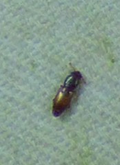 Monotomidae