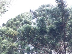 Eutacta