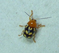 Cryptocephalus guttulatus