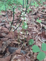Pyrola japonica