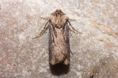 Agrotis volubilis
