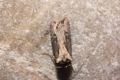 Agrotis volubilis