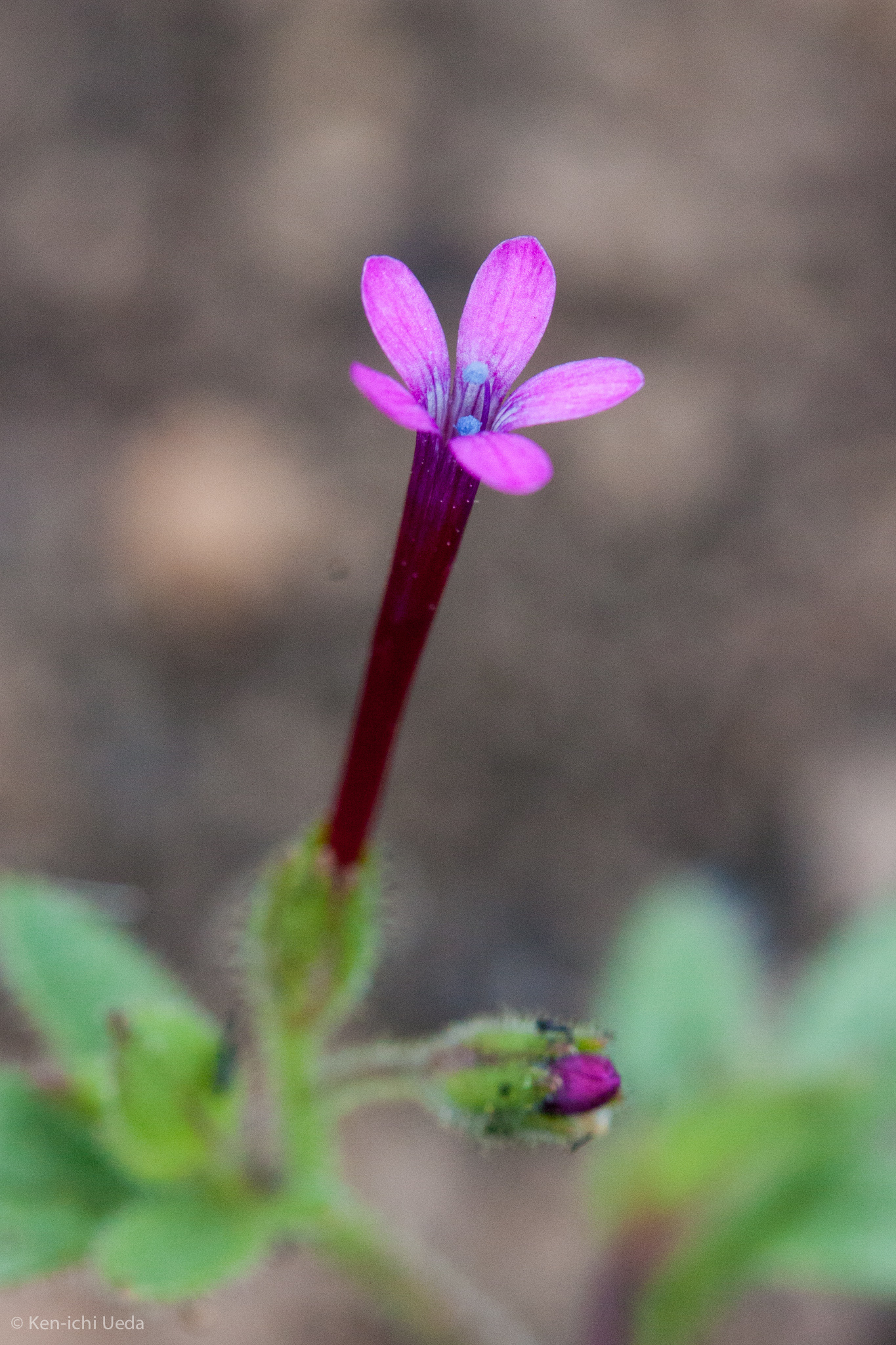 Allophyllum divaricatum