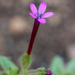 Allophyllum divaricatum - Photo (c) Ken-ichi Ueda, algunos derechos reservados (CC BY)