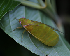 Glaucopsaltria viridis