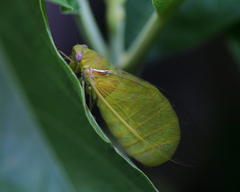 Glaucopsaltria viridis