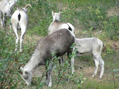 Ovis dalli stonei