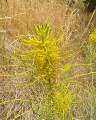 Stanleya pinnata