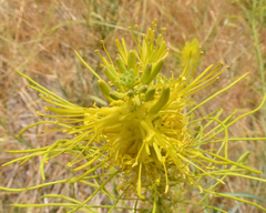 Stanleya pinnata