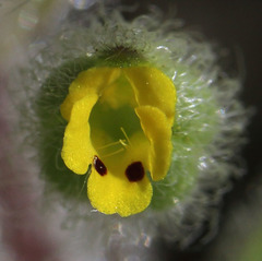 Mimetanthe pilosa
