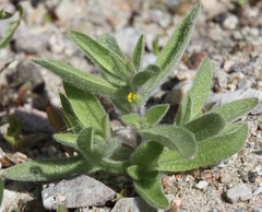 Mimetanthe pilosa