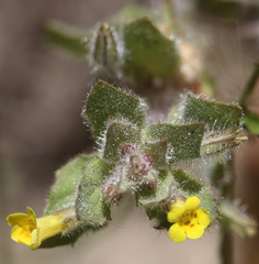 Erythranthe floribunda