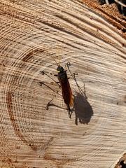 Urocerus californicus