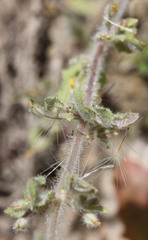 Erythranthe floribunda