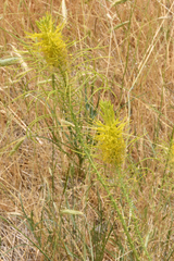 Stanleya pinnata