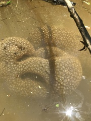 Pectinatella magnifica