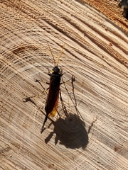 Urocerus californicus