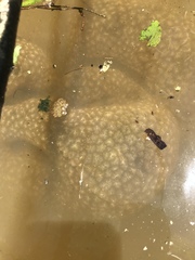 Pectinatella magnifica